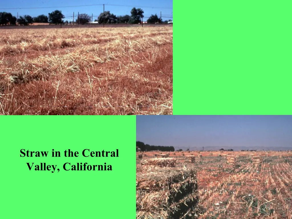 straw in the central valley california