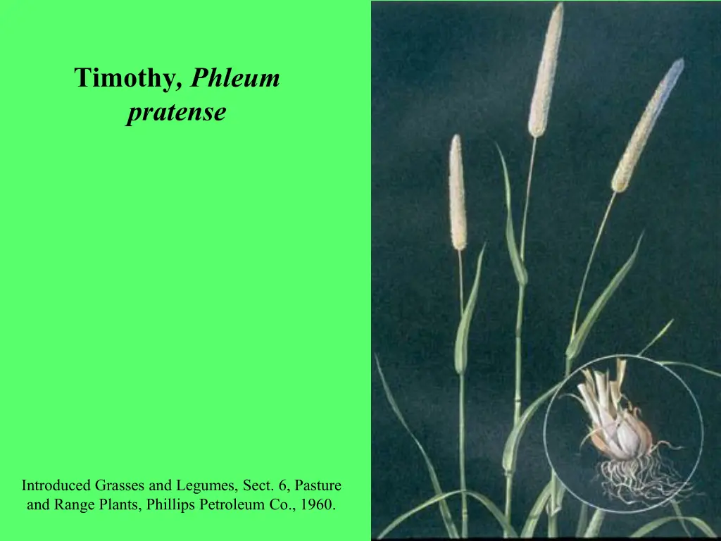 timothy phleum pratense