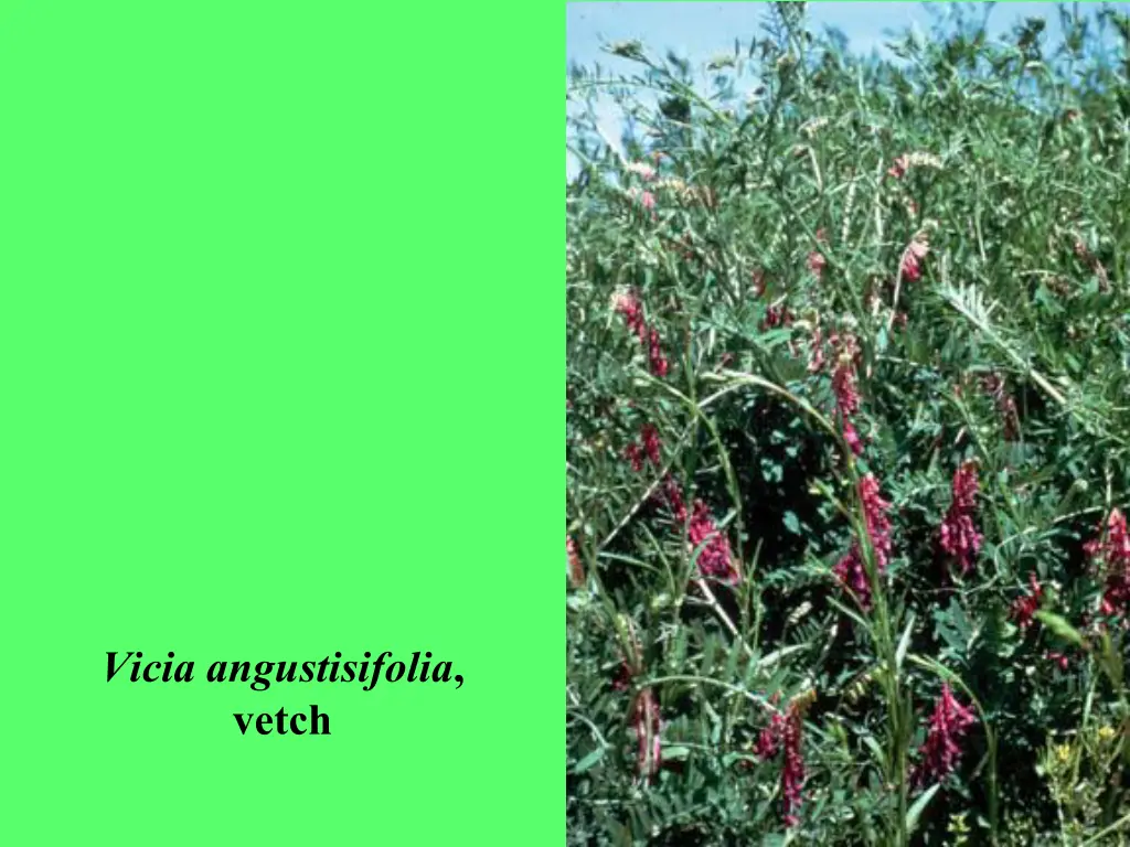 vicia angustisifolia vetch