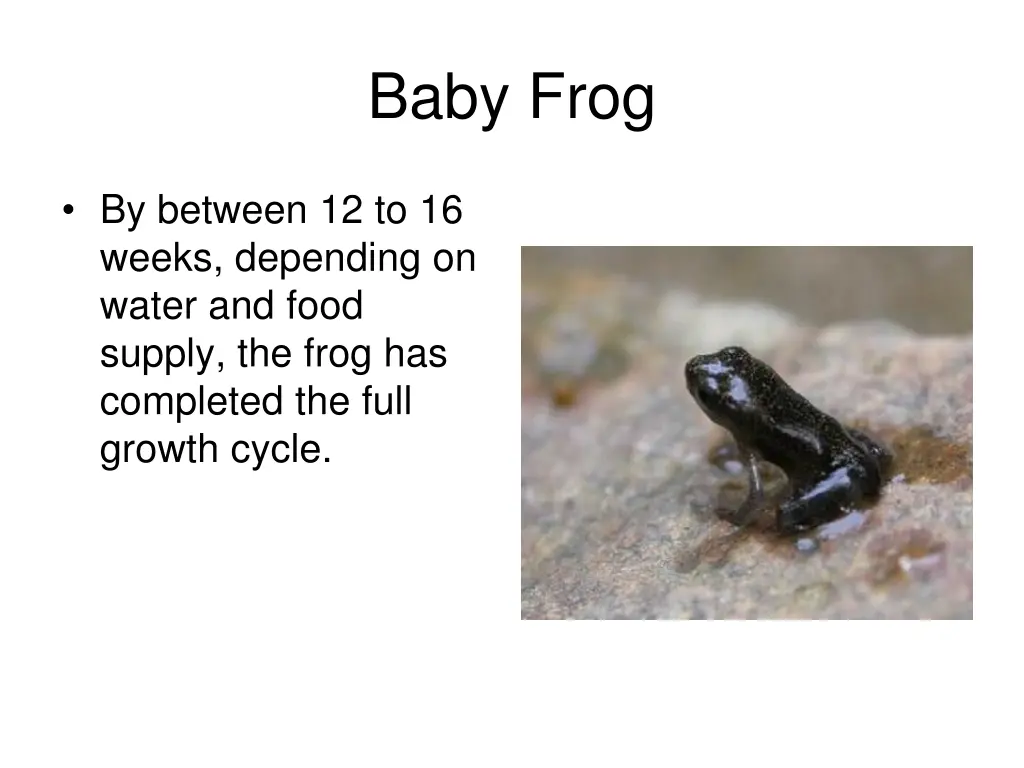 baby frog