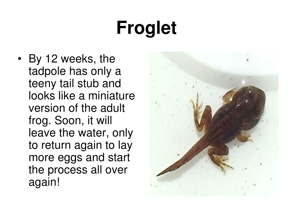 froglet