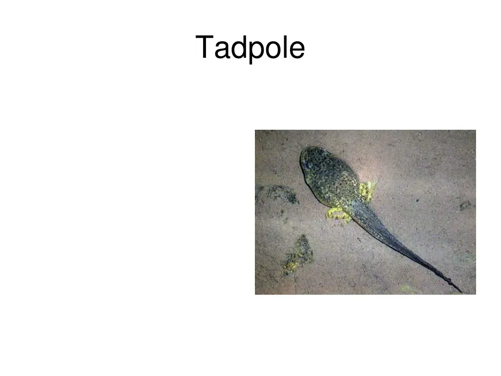 tadpole 1