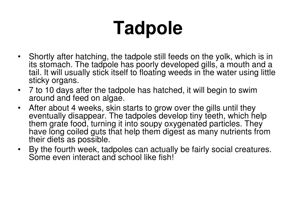 tadpole