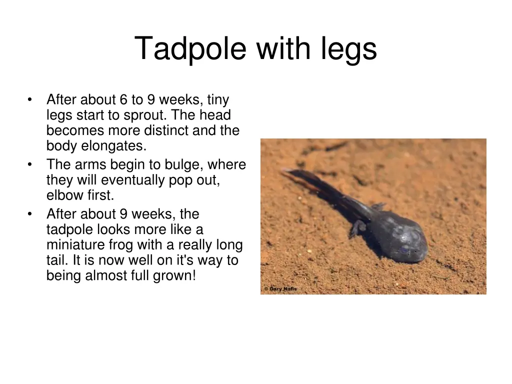 tadpole with legs