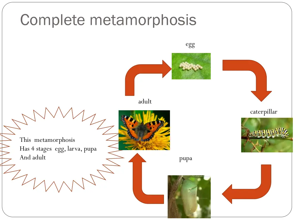 complete metamorphosis