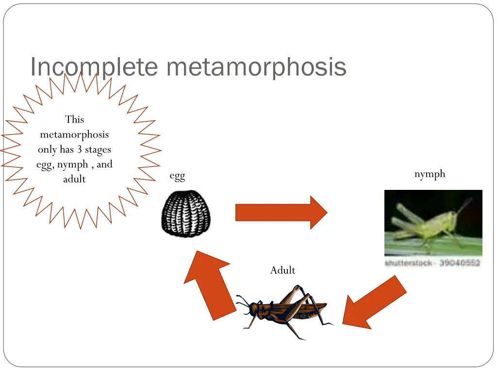 incomplete metamorphosis