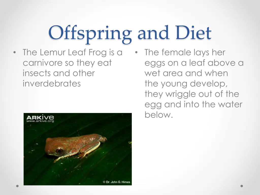 offspring and diet the lemur leaf frog