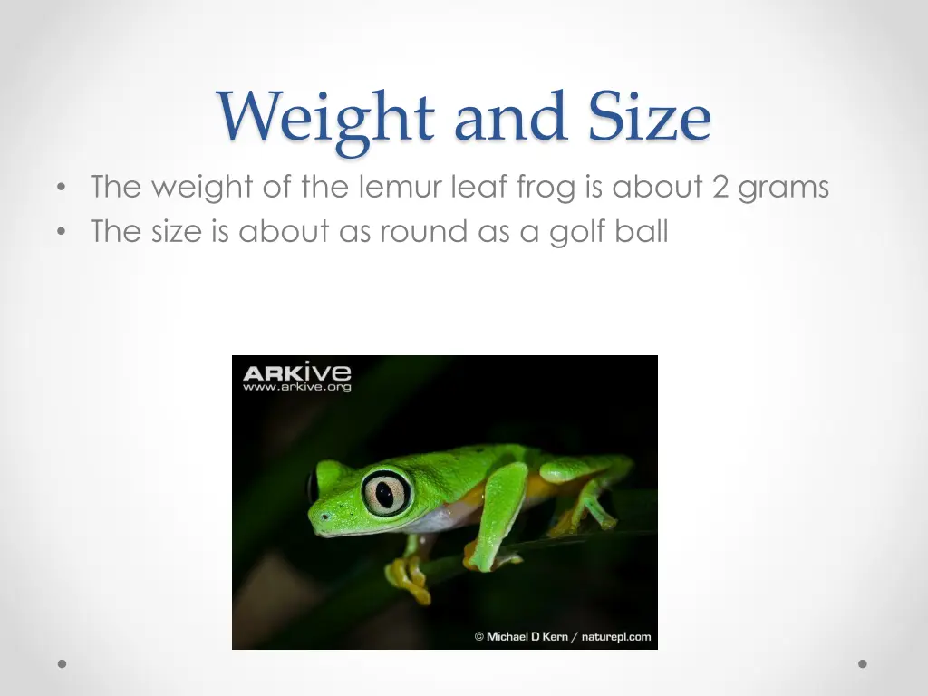 weight and size the weight of the lemur leaf frog