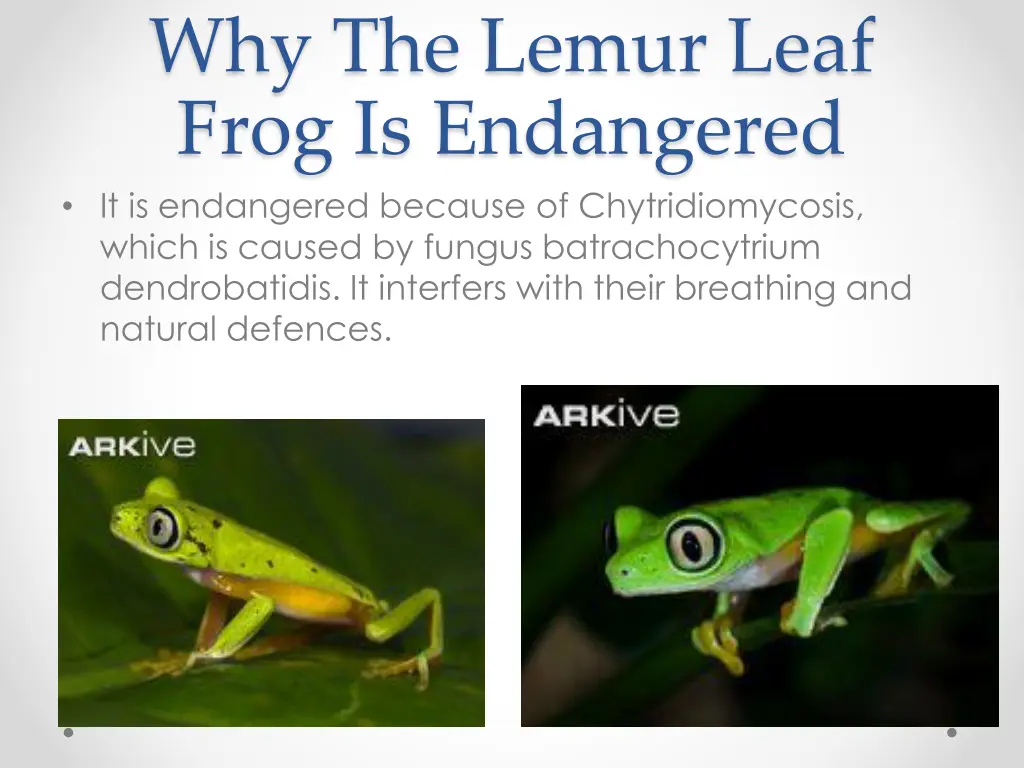 why the lemur leaf frog is endangered