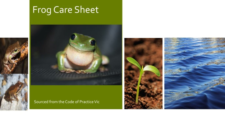 frog care sheet