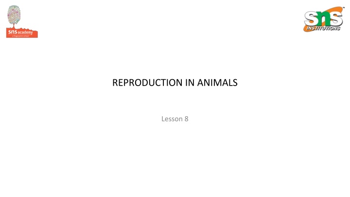 reproduction in animals