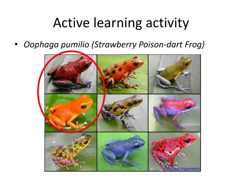 active learning activity