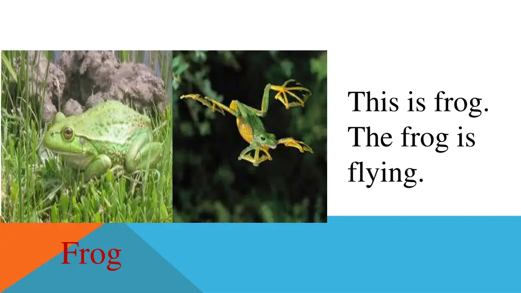 this is frog the frog is flying