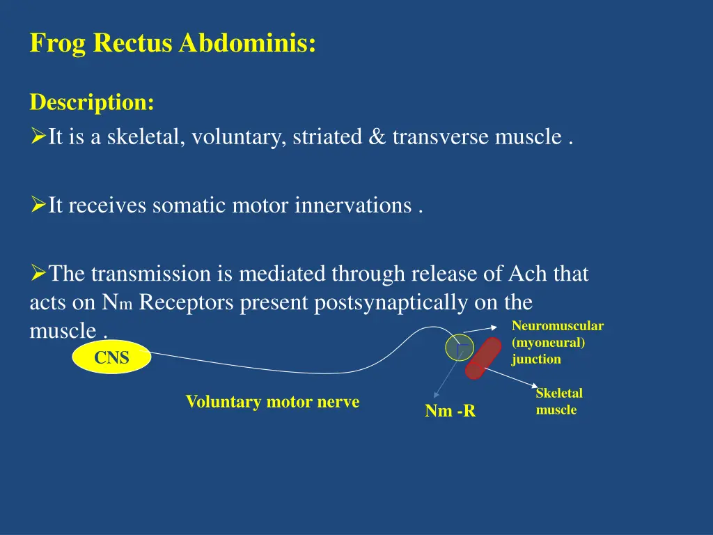 frog rectus abdominis