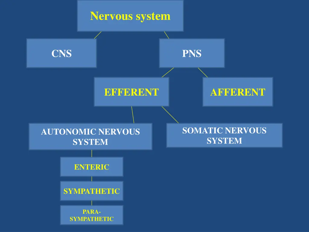 nervous system