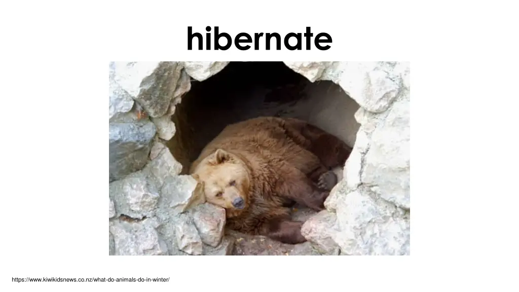 hibernate