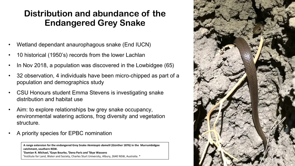 distribution and abundance of the endangered grey