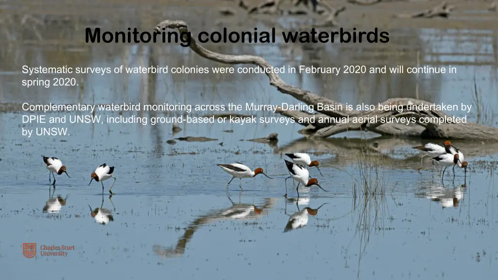 monitoring colonial waterbirds