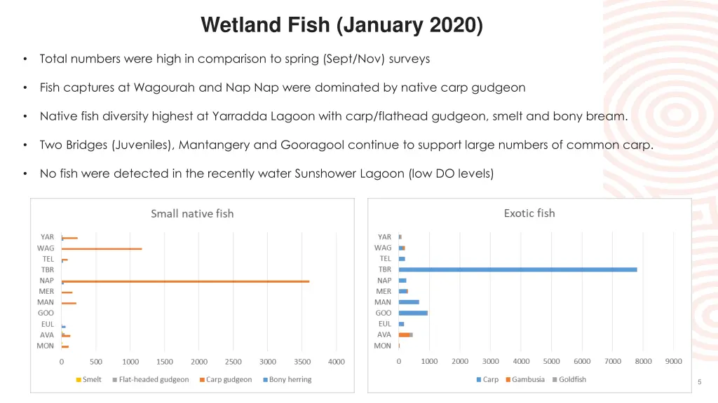 wetland fish january 2020