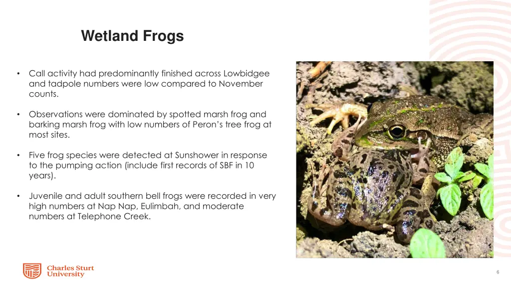 wetland frogs