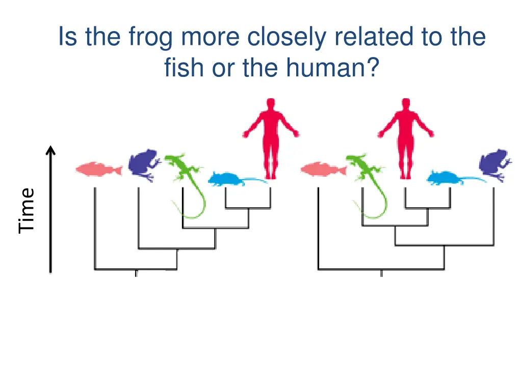 is the frog more closely related to the fish 2