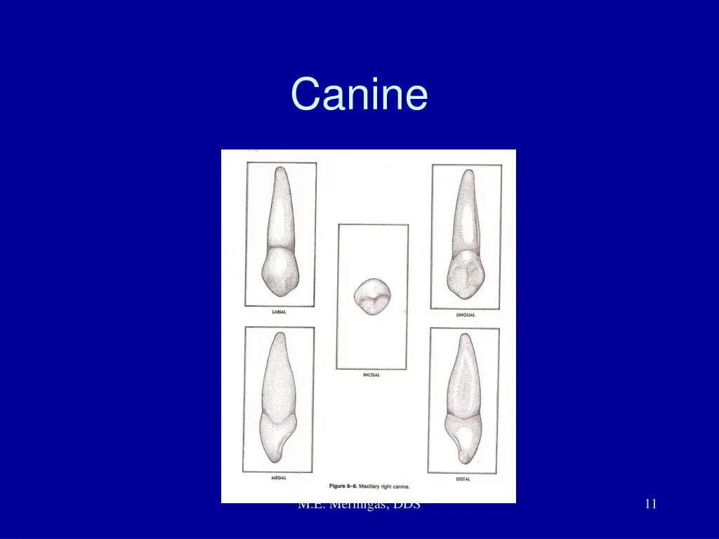 canine