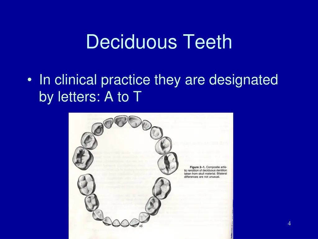 deciduous teeth 1