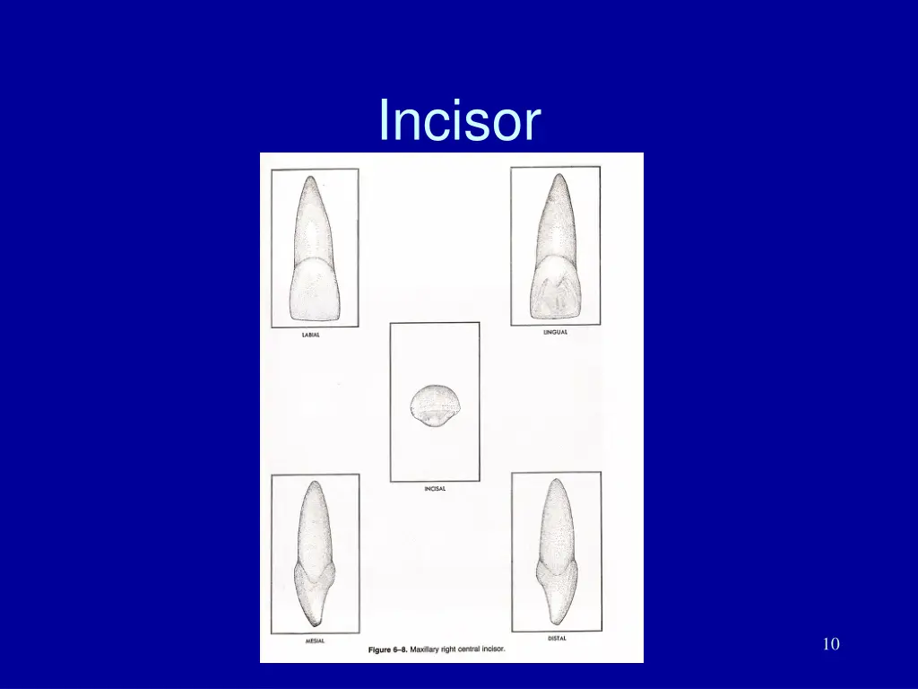 incisor