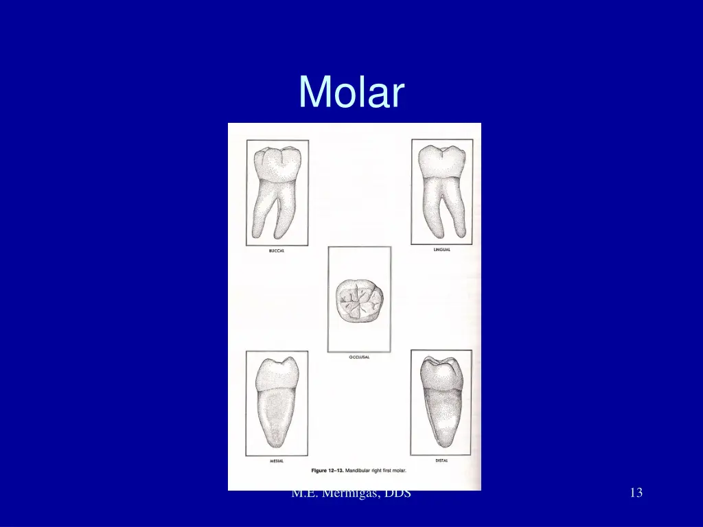 molar