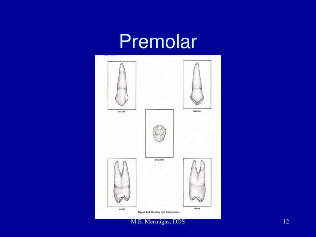 premolar