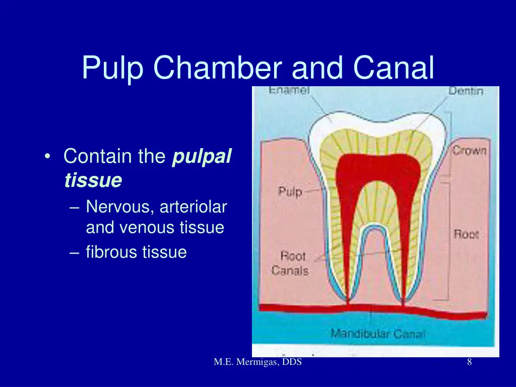 pulp chamber and canal