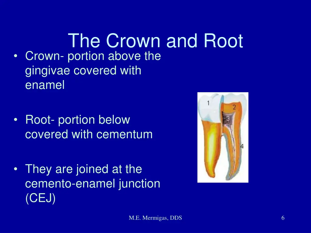 the crown and root crown portion above