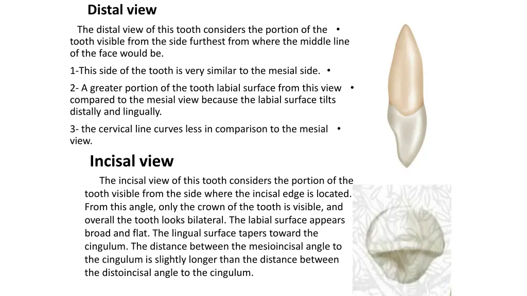 distal view