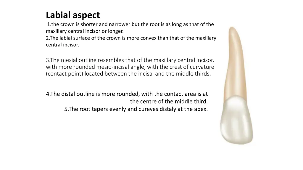 labial aspect 1 the crown is shorter and narrower