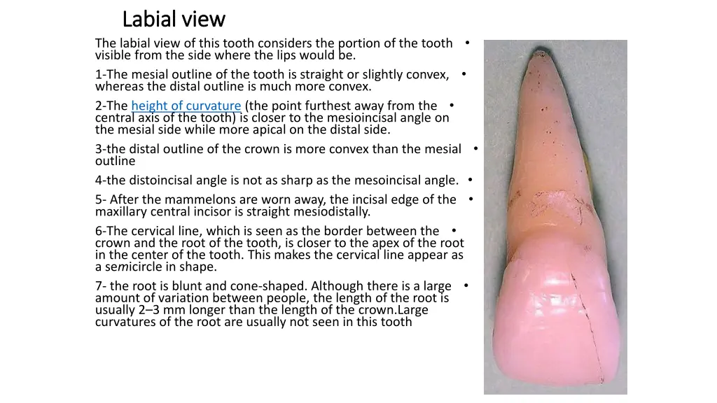 labial view labial view the labial view of this