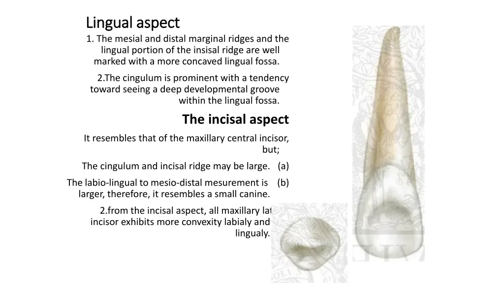 lingual aspect lingual aspect 1 the mesial