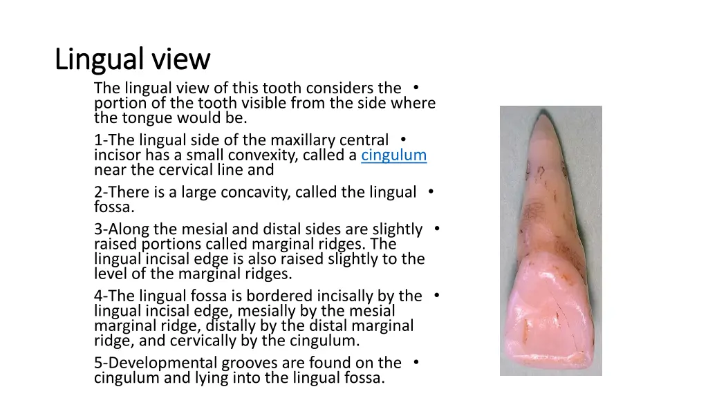 lingual view lingual view