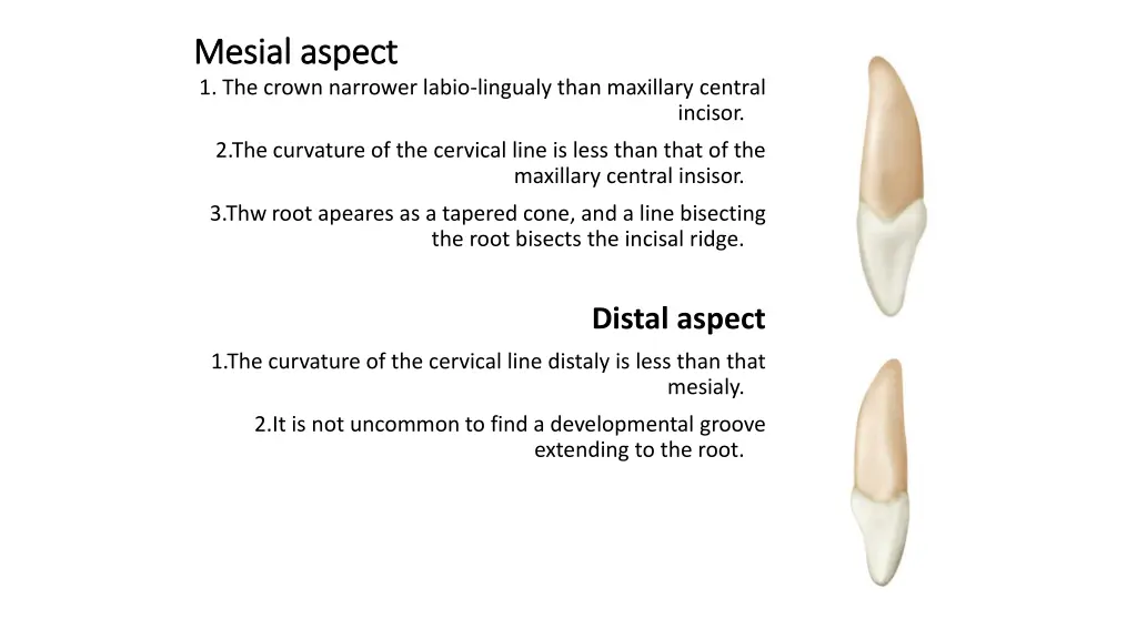 mesial aspect mesial aspect