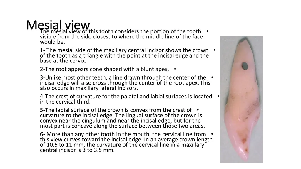 mesial mesial view