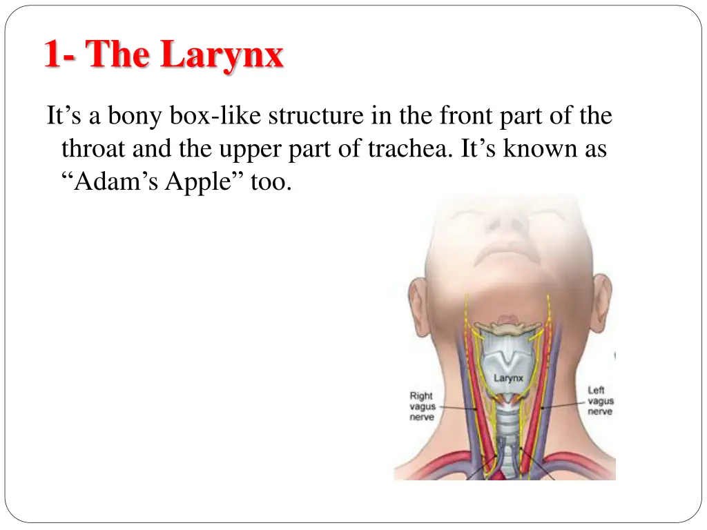 1 the larynx