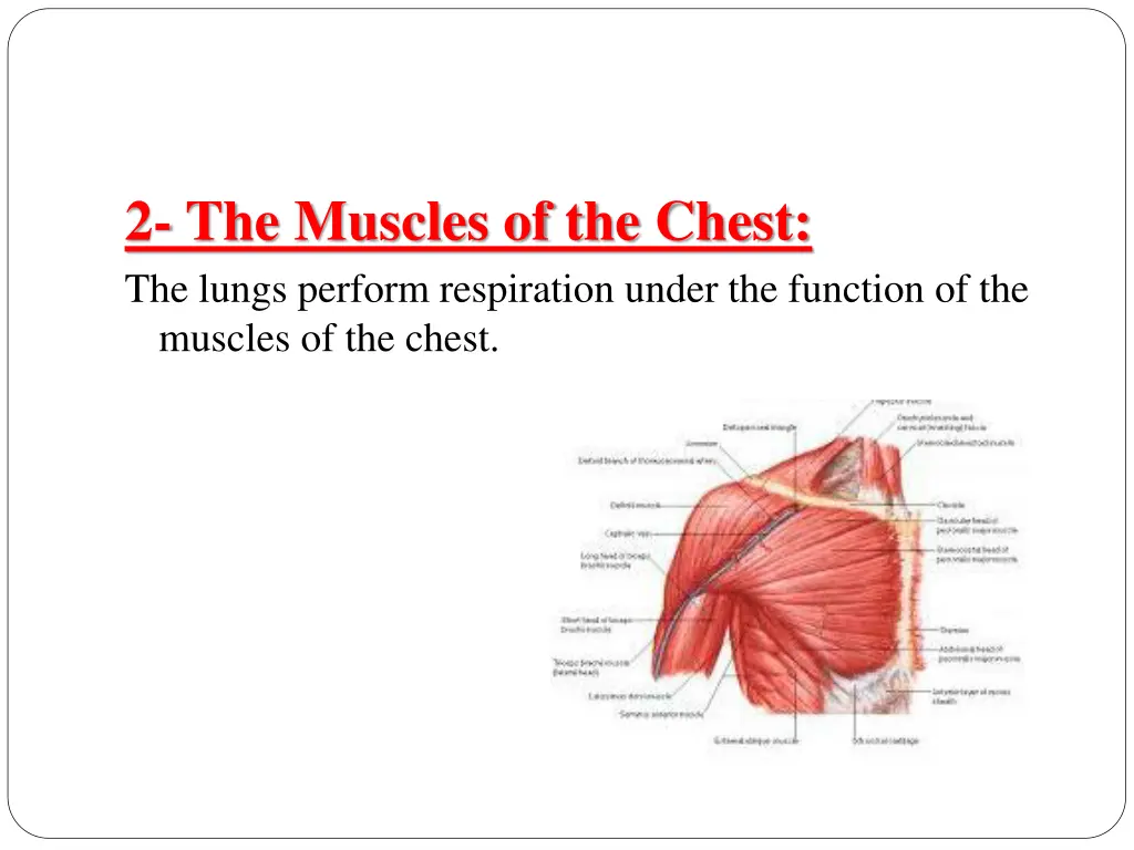 2 the muscles of the chest the lungs perform