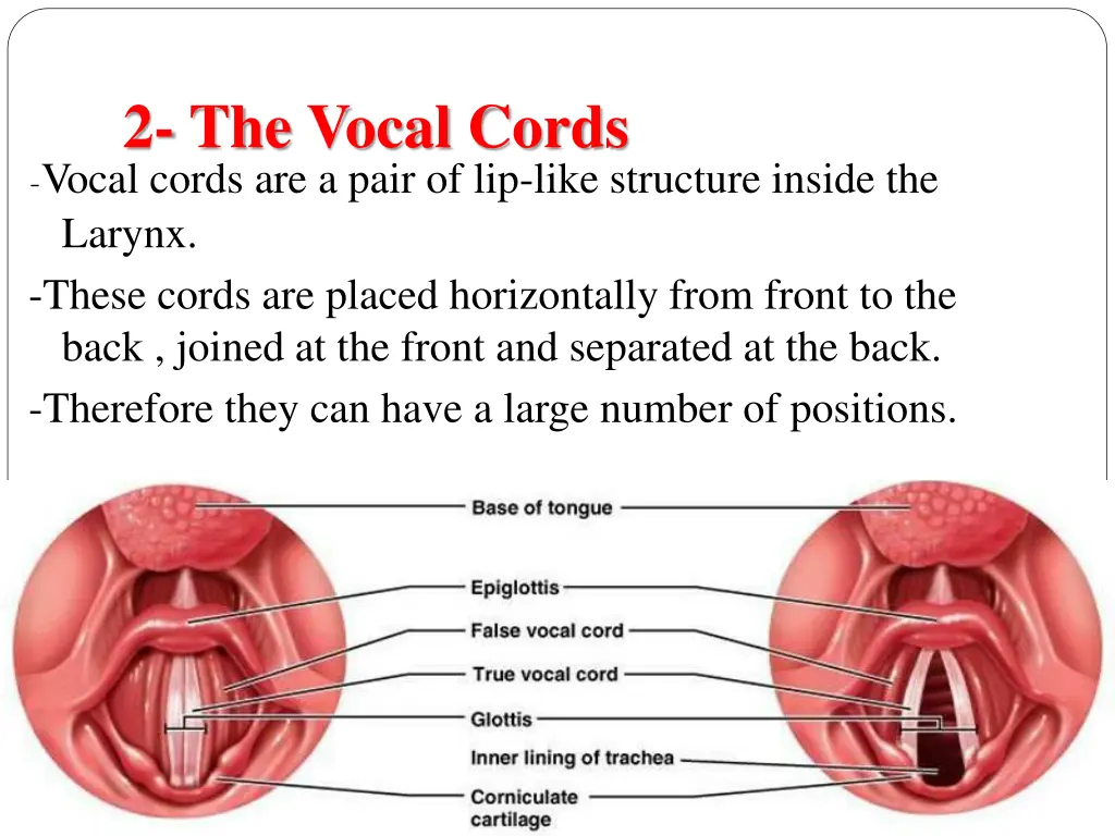 2 the vocal cords vocal cords are a pair