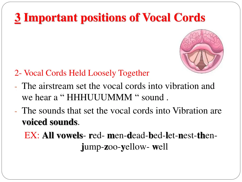 3 important positions of vocal cords 1