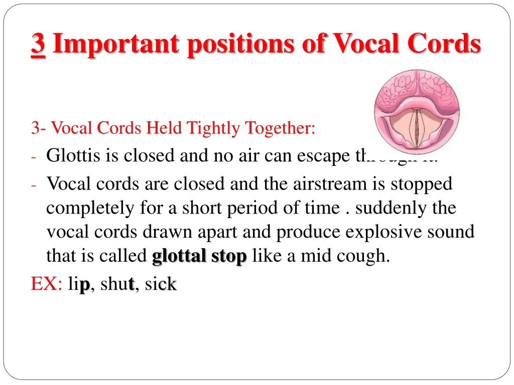 3 important positions of vocal cords 2