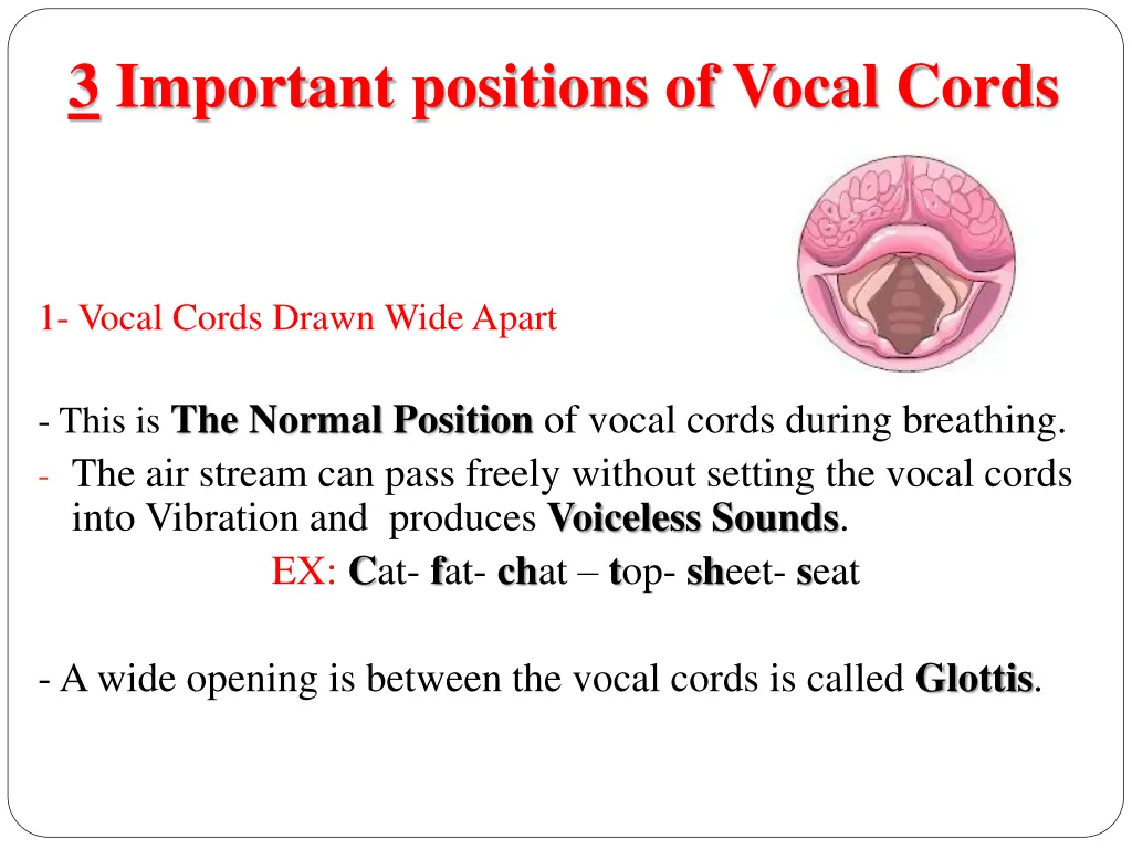 3 important positions of vocal cords