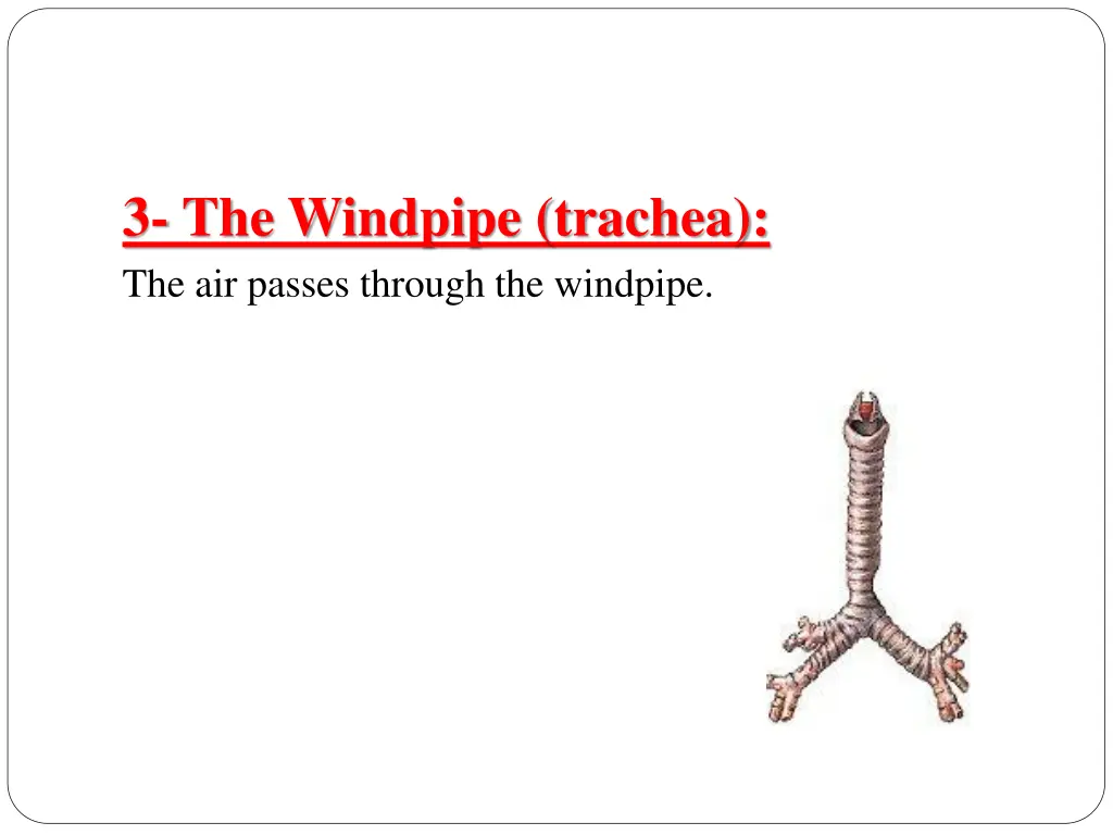 3 the windpipe trachea the air passes through