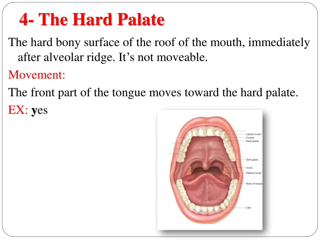 4 the hard palate the hard bony surface