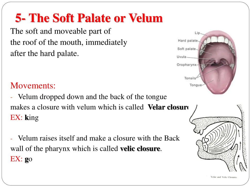 5 the soft palate or velum the soft and moveable