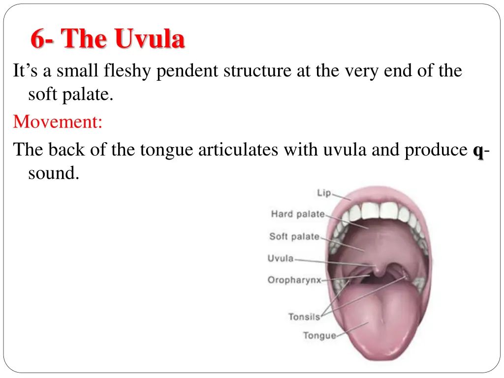 6 the uvula it s a small fleshy pendent structure