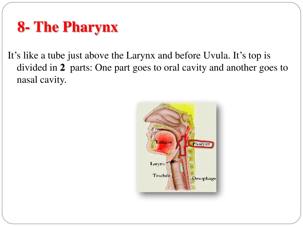 8 the pharynx